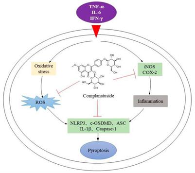 Complanatuside alleviates inflammatory cell damage induced by pro-inflammatory cytokines in skin keratinocytes